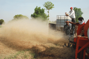 Wheat straw enrichment process